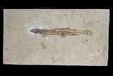 Rare, Cretaceous Fossil Fish (Charitopsis) - Lebanon #173159-1